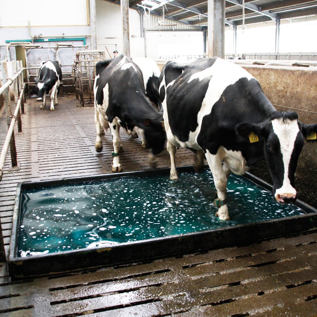 Water Saving Cattle Footbath System