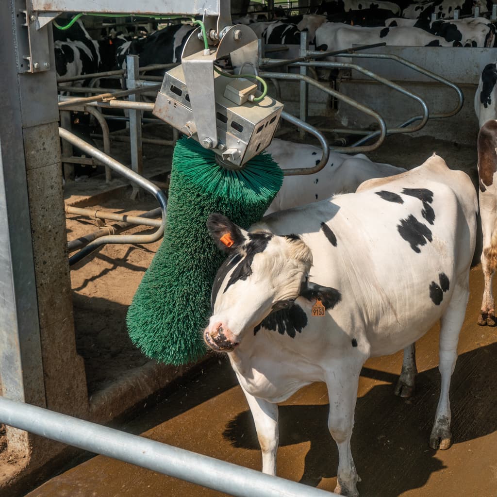 Rotating cattle grooming brush in commercial dairy facility